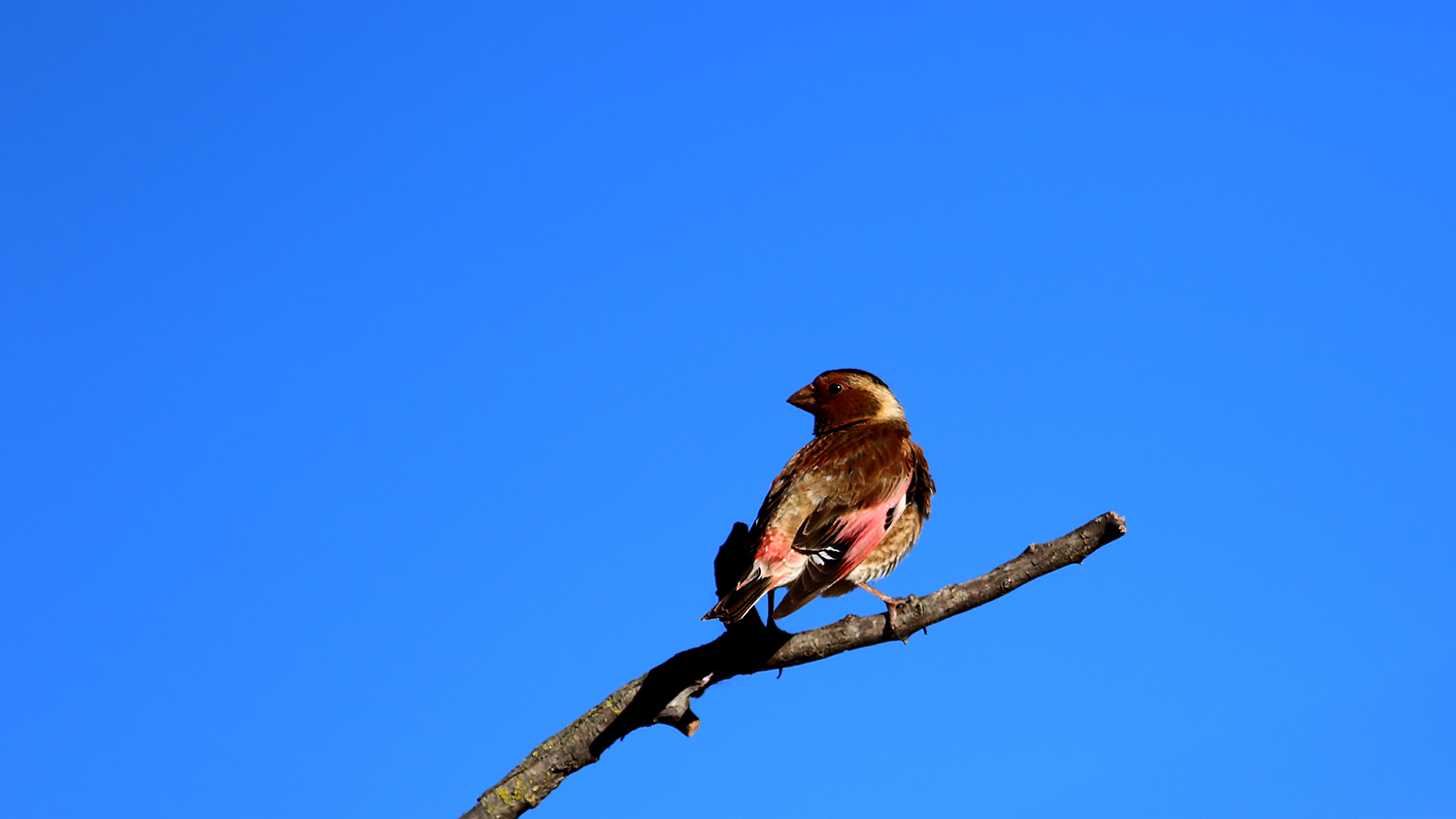 Crimson-winged Finch — Ana fotoğraf